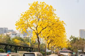 黄花风铃林