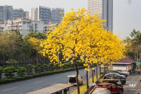 黄花风铃林