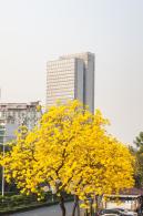 黄花风铃林