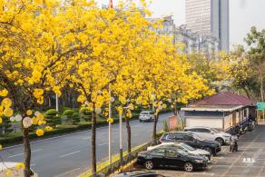 黄花风铃林