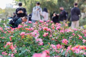 2023深圳月季花展