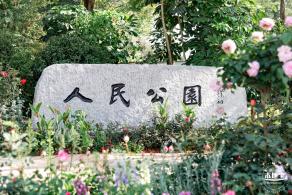 2023深圳月季花展