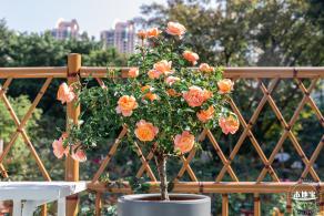 2023深圳月季花展