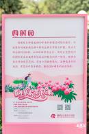 2023深圳月季花展