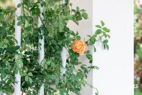 2023深圳月季花展