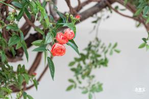 2023深圳月季花展