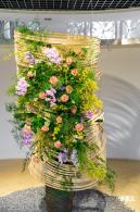 2023深圳月季花展