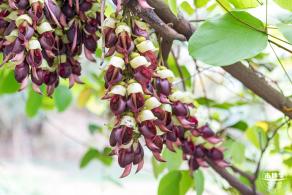 东湖公园禾雀花