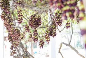 东湖公园禾雀花