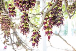 东湖公园禾雀花