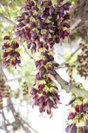 东湖公园禾雀花