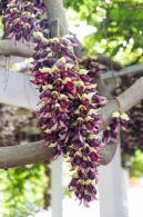 东湖公园禾雀花