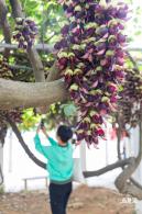 东湖公园禾雀花