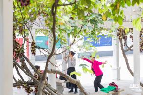 东湖公园禾雀花