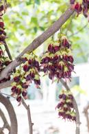 东湖公园禾雀花