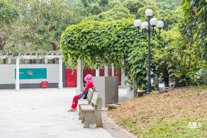 东湖公园禾雀花