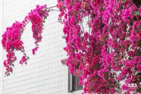 莲塘村簕杜鹃