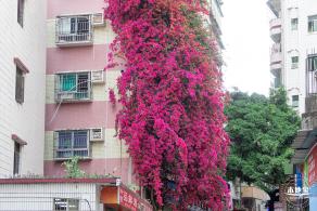 莲塘村簕杜鹃
