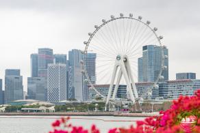 海边公园金鱼草