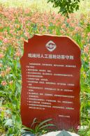 观澜河湿地美人蕉