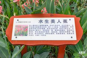 观澜河湿地美人蕉