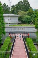 观澜河湿地美人蕉