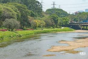 观澜河湿地美人蕉