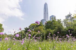 市民中心马鞭草