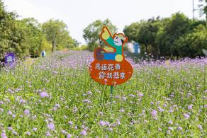市民中心马鞭草