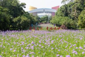 市民中心马鞭草