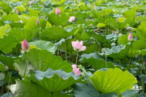 洪湖公园荷花