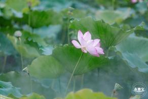 洪湖公园荷花