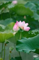 洪湖公园荷花