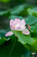 洪湖公园荷花
