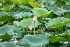 洪湖公园荷花