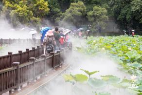 洪湖公园荷花