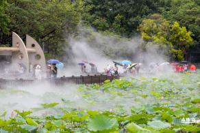 洪湖公园荷花