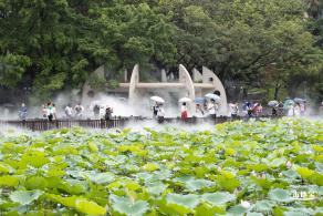 洪湖公园荷花