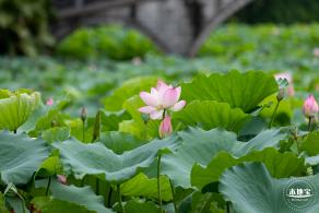 洪湖公园荷花