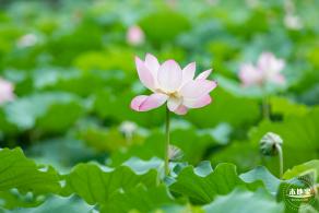 洪湖公园荷花