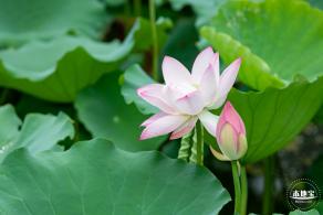洪湖公园荷花