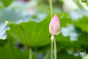 洪湖公园荷花