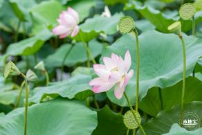 洪湖公园荷花