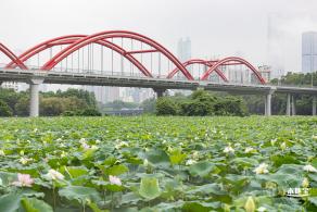 洪湖公园荷花