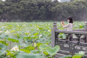 洪湖公园荷花