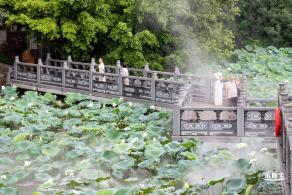 洪湖公园荷花