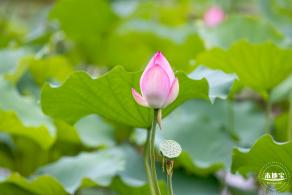 洪湖公园荷花