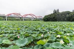 洪湖公园荷花