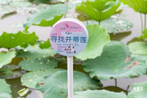 洪湖公园荷花