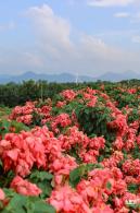 2023流花山花海